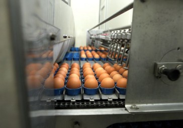 Balticovo: ārpus sprostiem dējušu vistu olas pērk ļoti maz