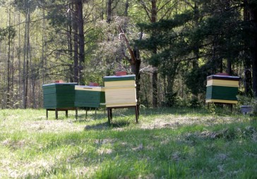 Bada gads kā bitēm, tā biškopjiem