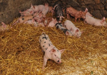 SIA Kunturi par gandrīz pusmiljonu eiro vēlas iegādāties gaļas pārstrādes ceha iekārtas