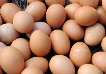 Balticovo bioolas piegādās vietējā zemnieku saimniecība