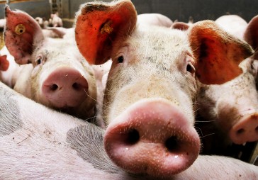 Āfrikas cūku mēris skāris arī 10 000 cūkas Ancers novietnē Salaspils novadā