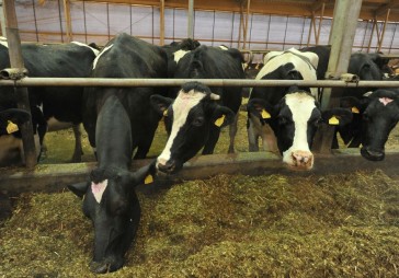 Pētnieki: Mazo saimniecību skaits saruks, lielsaimniecības augs