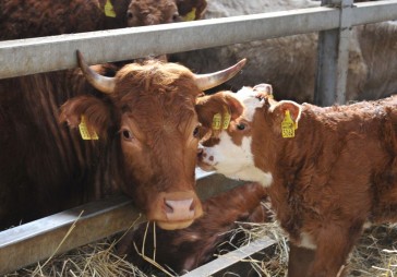 Sola atbalstu visiem, daļa zemnieku neizpratnē 