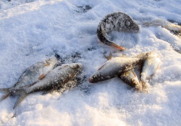 Zivrūpnieki Latvijā nevar atrast darbiniekus, ieved bulgāru viesstrādniekus