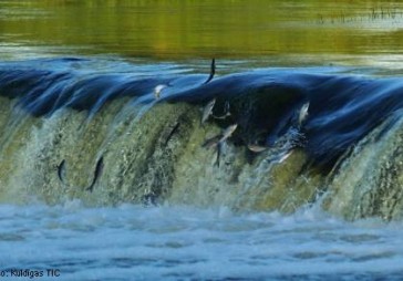 Tūrisma sezonu atklās lidojošās zivis