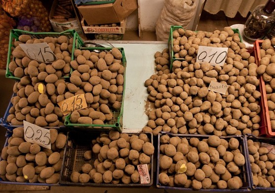 Krievijas uzpircēji izķer Latvijas kartupeļus