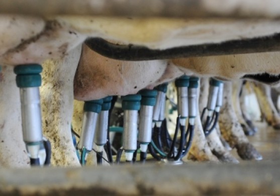 Piena nozarē – viszemākais ražīgums