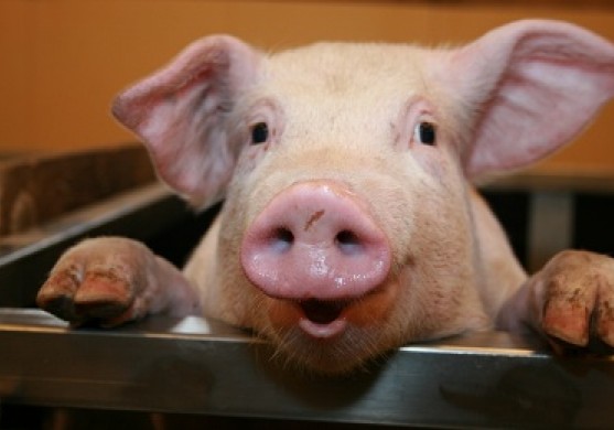 Miķelānos no cūku urīna ražos šķīdumu izplūdes gāzu absorbēšanai