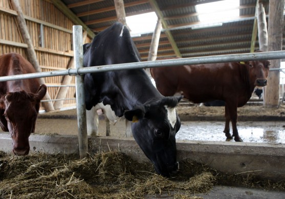 Kalna Oši būvēs piena pārstrādes kombinātu