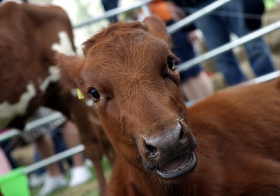 Latvijā konstatē «zilās mēles» slimību; PVD aptur liellopu izvešanu