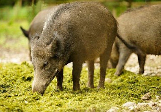 Balodis: meža cūku vakcināja varētu izmaksāt simtiem tūkstošu latu