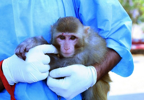 Irānas kosmosa mērkaķis izraisa globālu ažiotāžu