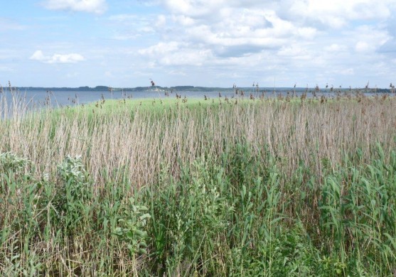 Meklēs risinājumus biotopu atjaunošanai dabas liegumos