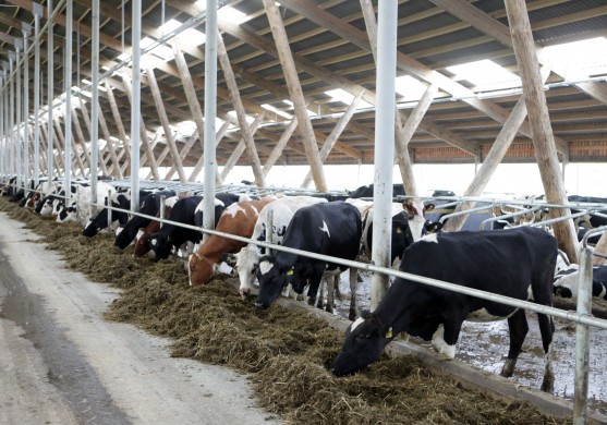 Piena ražotāju ieņēmumi līdz nākamā gada beigām varētu samazināties par 233 milj. eiro