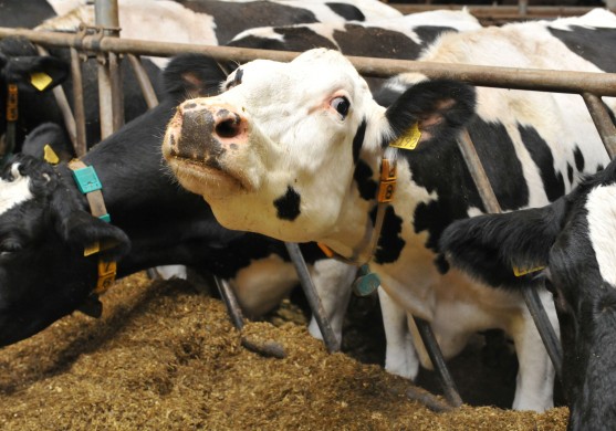 Eiropas Komisija nolemj Latvijas piena ražotājiem piešķirt 9,76 miljonu eiro atbalstu