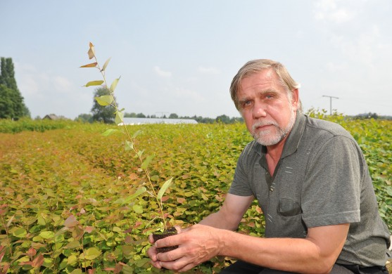 Latvijas koku stādi nostiprina pozīcijas Zviedrijā 