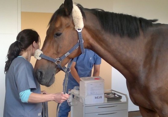 InCell pabeidzis veterinārmedicīnas šūnu transplantācijas produkta izstrādi