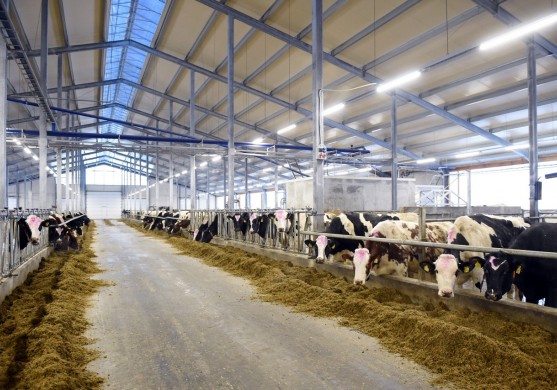 Ieguldot 3 miljonus eiro, fermeris Vidzemē dubulto ganāmpulku līdz 1000 govju