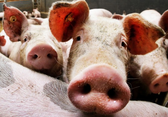 Āfrikas cūku mēris skāris arī 10 000 cūkas Ancers novietnē Salaspils novadā