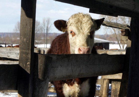 PVD pārslogots ar zilās mēles izmeklējumiem; liellopu eksports kavēts