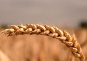 Zemniekiem apdrošināšanas atlīdzībās par zaudētu ražu šogad izmaksāti 7 miljoni eiro 