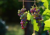 Vīnkopības nozares perspektīvas Latvijā turpina palielināties