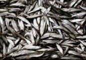 Brīdina par ES priekšlikuma katastrofālām sekām uz Latvijas zvejniecību