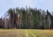 Ekonomiskā situācija Eiropā negatīvi ietekmē Latvijas meža īpašumu tirgu