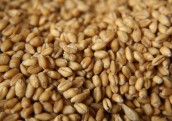 PVD: Latvijā no Krievijas 11 mēnešos importēti kopumā 382 800 tonnu pārtikas graudaugu