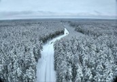 Plāno, ka šogad Latvijas valsts mežu ienākumi būs zemāki