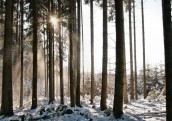 Gadsimta laikā Latvijas mežu platības ir divkāršojušās