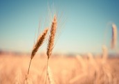 Latvijā no Krievijas pērn importēti graudaugi 89 miljonu eiro vērtībā