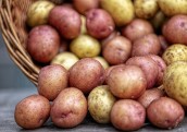 Lielie kartupeļu audzētāji vēlas palielināt stādījumu platības