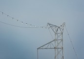 Jaunajā 330 kV elektropārvades līnijā Valmiera-Tsirgulina uzstādīti putnu novirzītāji 