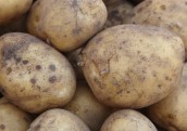 Vietām Vidzemē pārlieku lielā mitruma dēļ sapuvusi puse no cietes kartupeļiem
