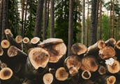 Koksnes cenas gada vidū – kuram sortimentam gatavoties?