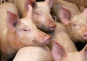Baltic Pork cūku novietnē Āfrikas cūku mēra uzliesmojums
