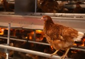 Dējējvistu turēšanas sprostos aizliegums graus Latvijas ekonomiku un palielinās importa produkcijas patēriņu