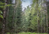 Par 720 miljoniem eiro ar IKEA saistīta kompānija iegādājas mežus Latvijā un Igaunijā