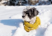 Aukstums nāk – parūpējies, lai sunim pagalmā būtu viss nepieciešamais