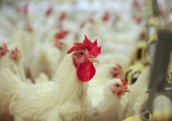 Ķekava Foods aicina lauksaimniekus kļūt par sadarbības partneriem