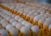 Piešķir 20,8 miljonus eiro Lit Egg dējējvistu un jaunputnu novietņu būvniecībai